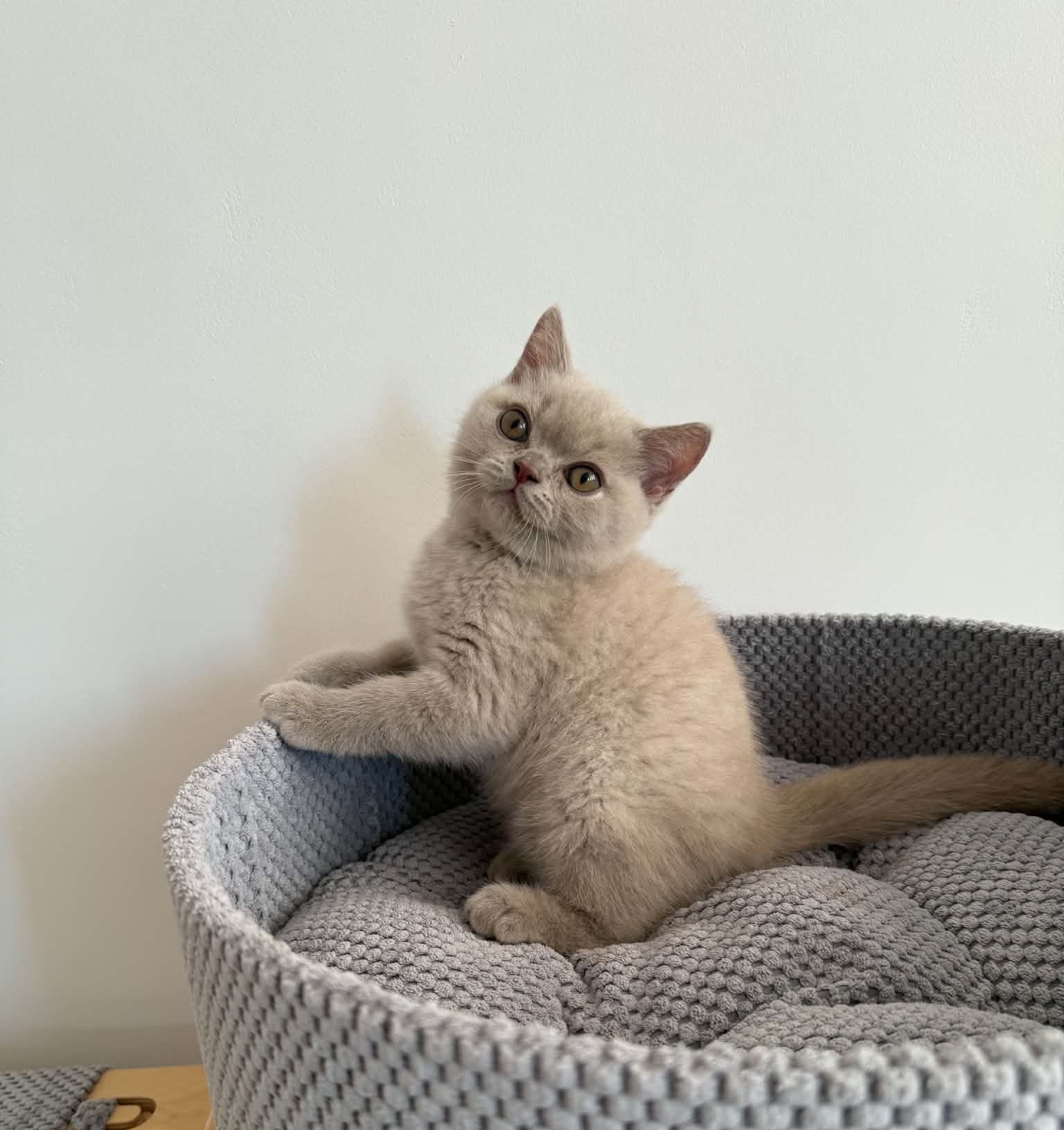 Apollo