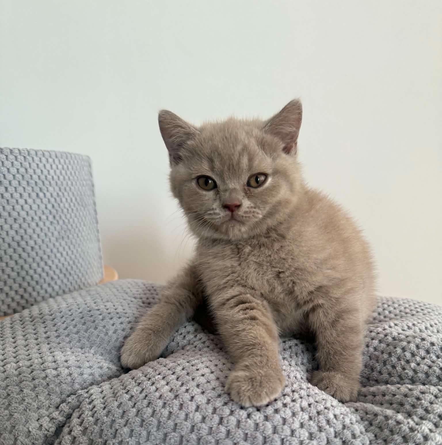 Amara